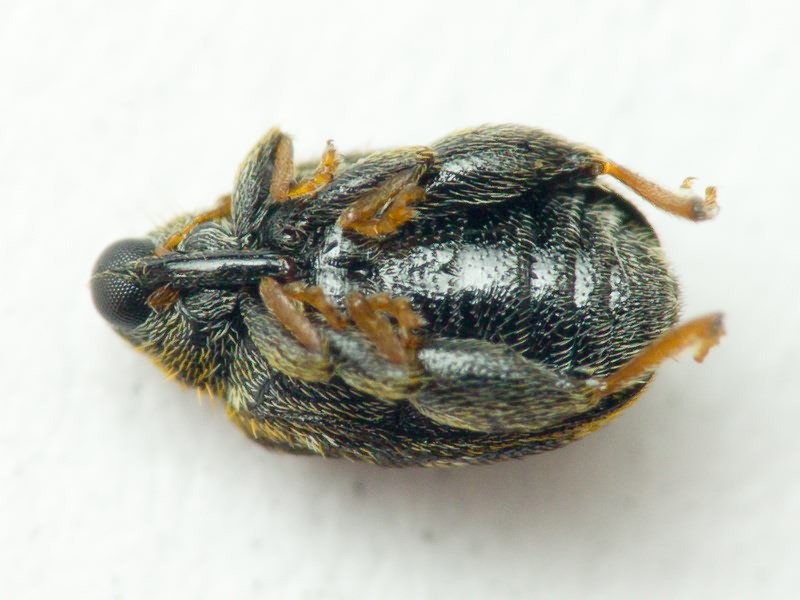 Orchestes hortorum (Fabricius, 1792)